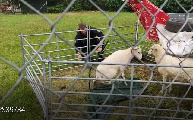 V tomto okamžiku už byla ovečka z pasti vysvobozená