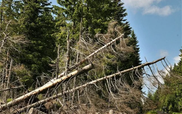 Takto vypadala Šumava po neméně ničivém orkánu Kyrill