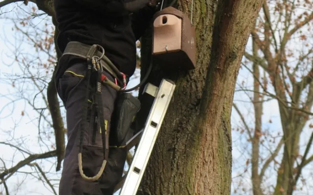 Obnovený Lochotínský pak má nově na stromech i 26 bytelných ptačích budek