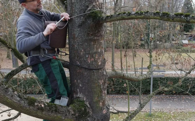 Obnovený Lochotínský pak má nově na stromech i 26 bytelných ptačích budek
