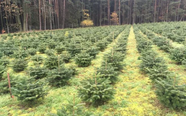 Plantáž vánočních stromů