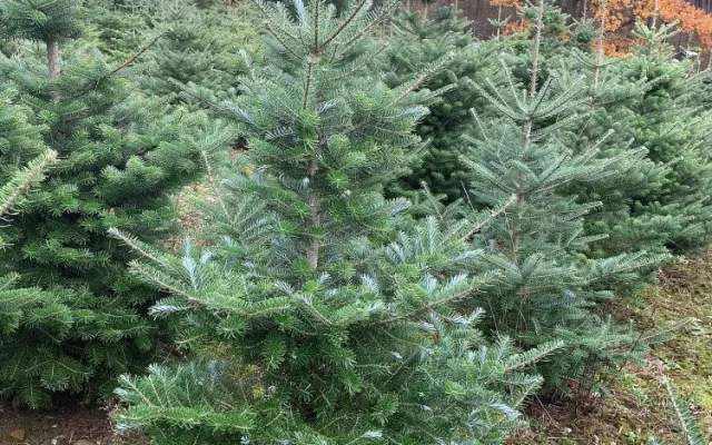 Vánoční stromy rostou na plantážích