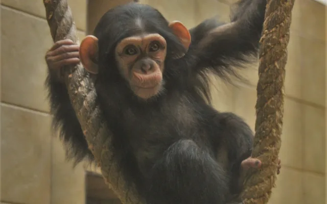Klenot plzeňské zoo slaví své první narozeniny, Caila roste jako z vody