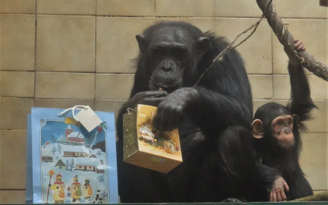 Klenot plzeňské zoo slaví své první narozeniny, Caila roste jako z vody