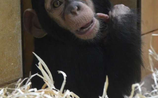 Klenot plzeňské zoo slaví své první narozeniny, Caila roste jako z vody