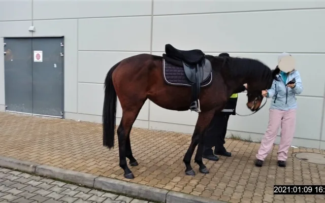 Koně se podařilo odchytit městské policii až na parkovišti u Kauflandu