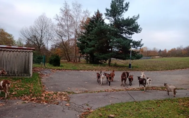 Loni strážníci městské policie odchytávali v Plzni také kozy nebo poníky