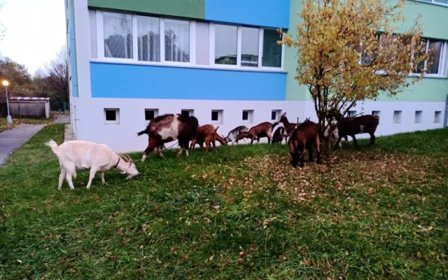 Loni strážníci městské policie odchytávali v Plzni také kozy nebo poníky