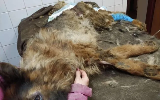 Desítky psů hnily zaživa, jedna fenka byla oběšená v kotci, snažila se osvobodit