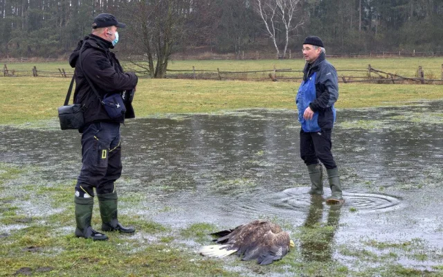 Masakr čtyř orlů mořských vyšetřuje policie, neznámý pachatel je na Klatovsku otrávil