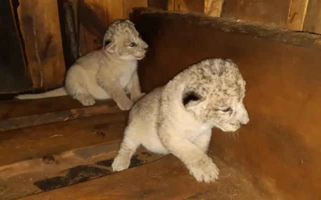 Zastupitelé Plzně přiklepli zoo osm milionů na nový výběh lvů berberských