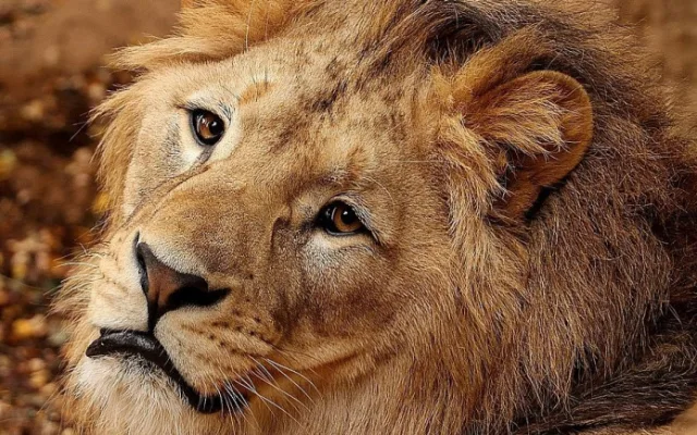 Zastupitelé Plzně přiklepli zoo osm milionů na nový výběh lvů berberských