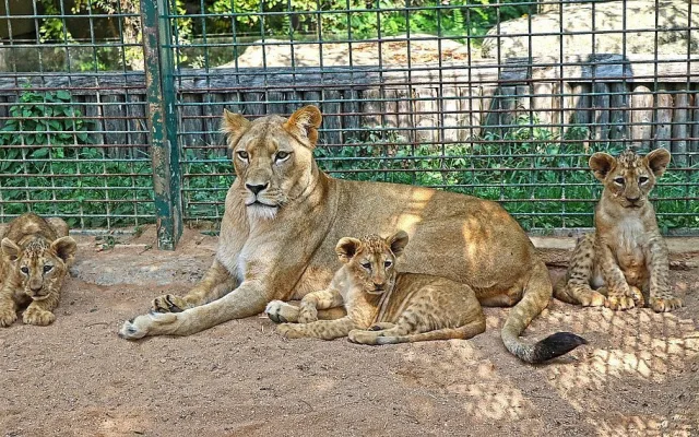 Zastupitelé Plzně přiklepli zoo osm milionů na nový výběh lvů berberských