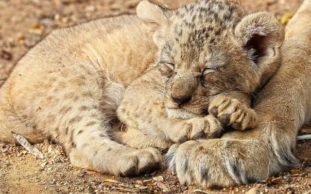 Zastupitelé Plzně přiklepli zoo osm milionů na nový výběh lvů berberských