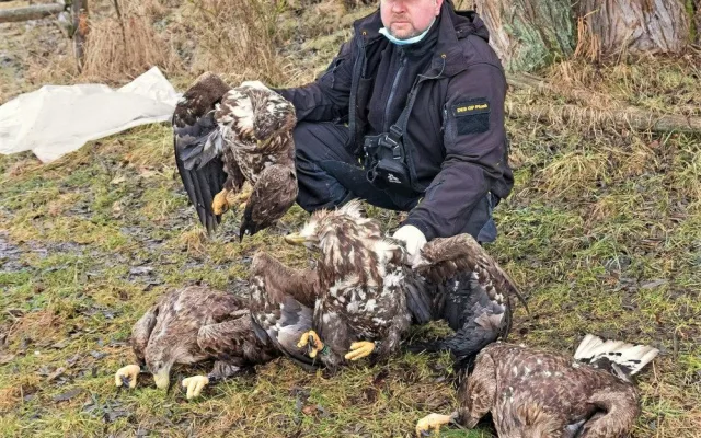 Smutný pohled na otrávené dravce