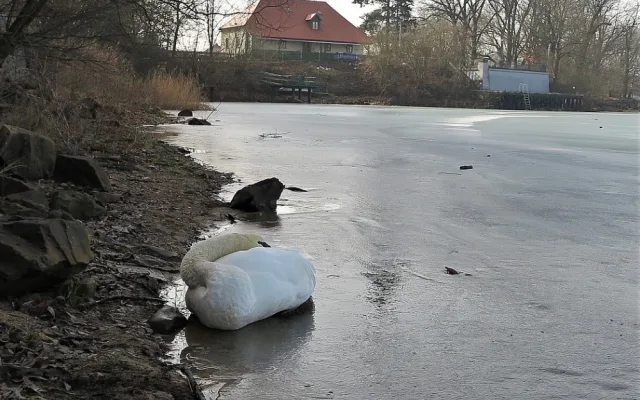 Uhynula i tato labuť