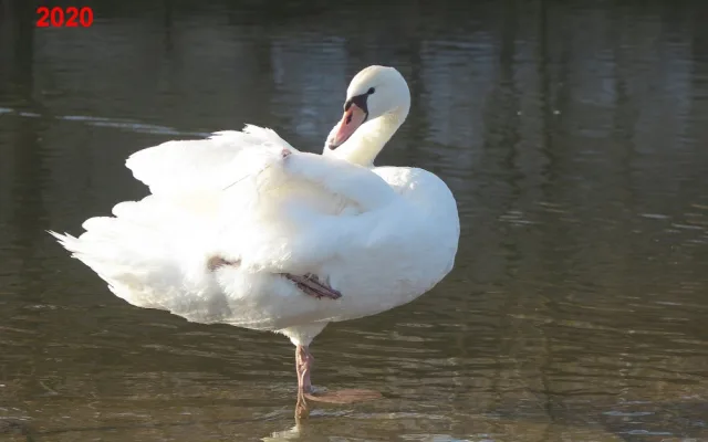 Hendikepovaná labuť s amputovaným křídlem budí pozornost, lidé stále volají, že je zraněná