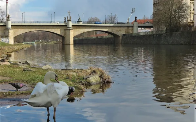 Hendikepovaná labuť s amputovaným křídlem budí pozornost, lidé stále volají, že je zraněná
