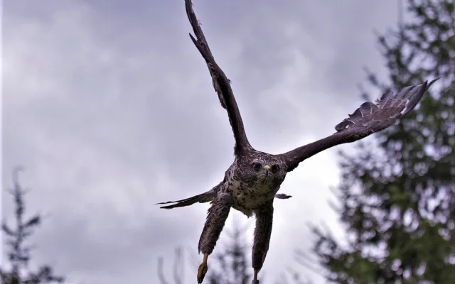 Není to nic příjemného, když na nic netušící běžce zaútočí z výšky ostrými pařáty takový dravec