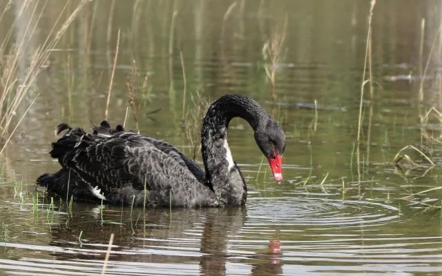 Unikátní černá labuť přiletěla na plzeňský rybník, záchranáři ji museli odchytit