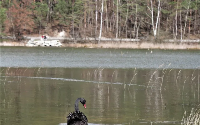 Unikátní černá labuť přiletěla na plzeňský rybník, záchranáři ji museli odchytit