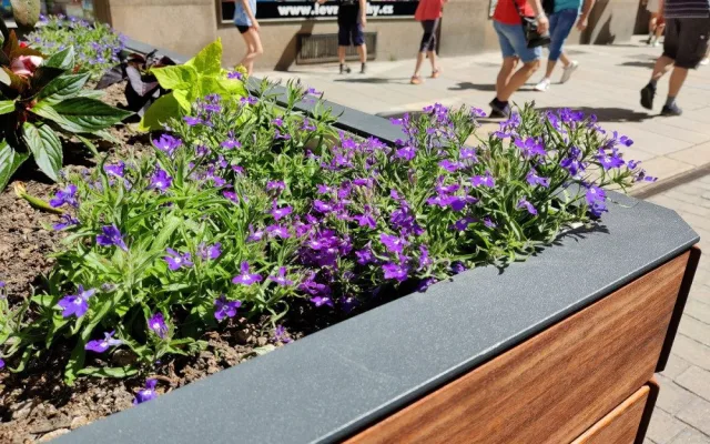 Nejužší centrum města zdobí rododendrony a letničky v obřích květináčích