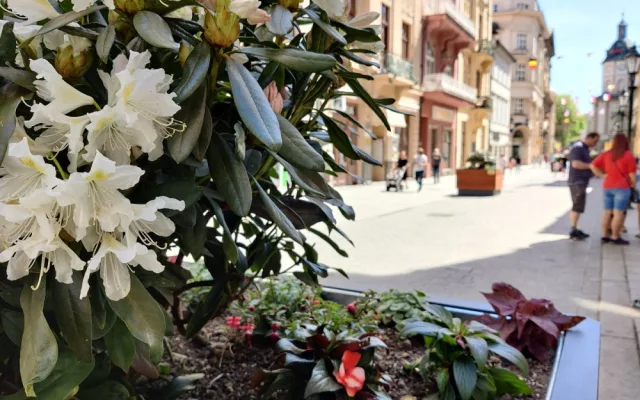 Nejužší centrum města zdobí rododendrony a letničky v obřích květináčích