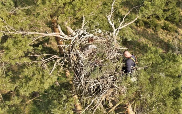 Adrenalin v korunách stromů, experti kontrolovali hnízda orlů mořských