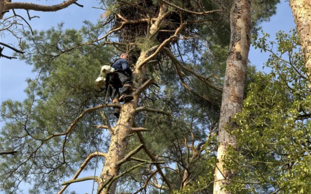 Adrenalin v korunách stromů, experti kontrolovali hnízda orlů mořských
