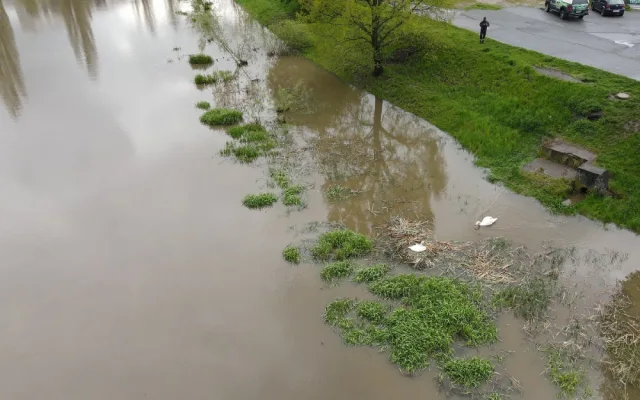 Stoupající hladina řek ohrožovala i hnízdící labutě, na pomoc jim musel vyrazit hasiči