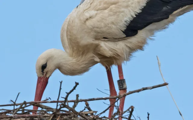 Nejslavnější čápice Kryštofa sedí na vejci a čeká na vylíhnutí prvního potomka