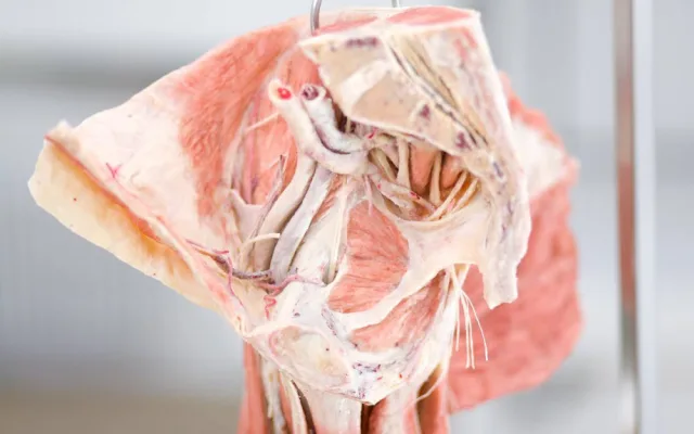 Budoucím zdravotníkům pomohou při výuce takzvané plastináty lidského těla