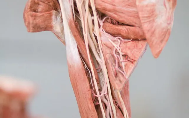 Budoucím zdravotníkům pomohou při výuce takzvané plastináty lidského těla
