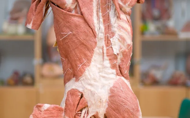 Budoucím zdravotníkům pomohou při výuce takzvané plastináty lidského těla