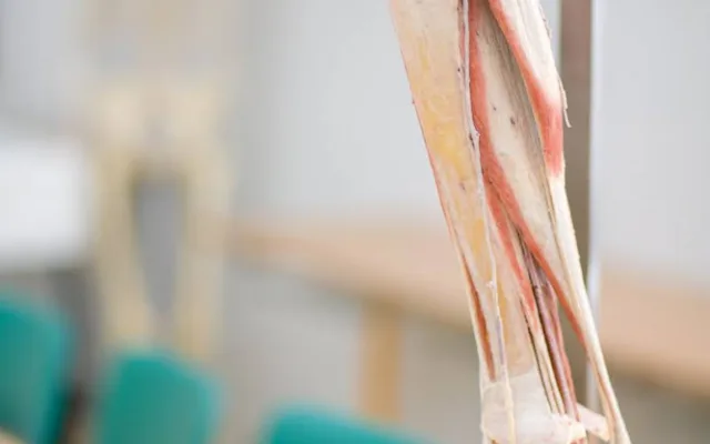 Budoucím zdravotníkům pomohou při výuce takzvané plastináty lidského těla