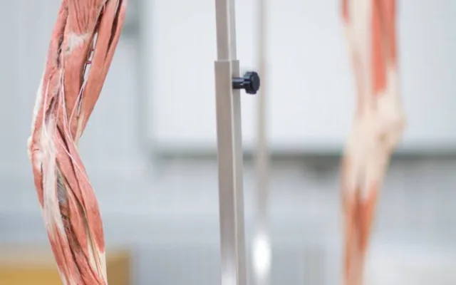 Budoucím zdravotníkům pomohou při výuce takzvané plastináty lidského těla