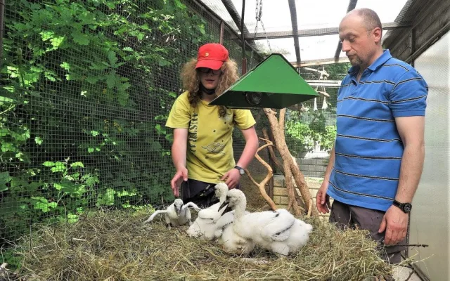 O mláďata se postarají v plzeňské záchranné stanici