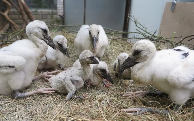 V Plzni se starají také o zachráněná mláďata z hnízda na Vysočině. Všechna mláďata čeká adopce do náhradních hnízd.