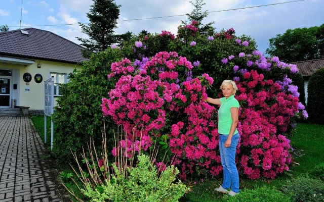 Slavné rododendrony na jižním Plzeňsku vykvetly s měsíčním zpožděním, letos mají i méně květů