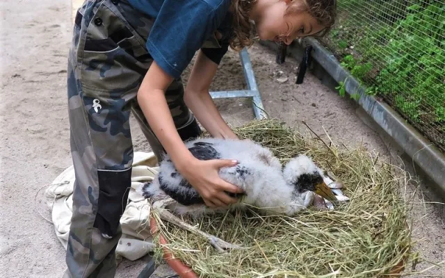 Teď už je nemocné mládě v péči záchranné stanice