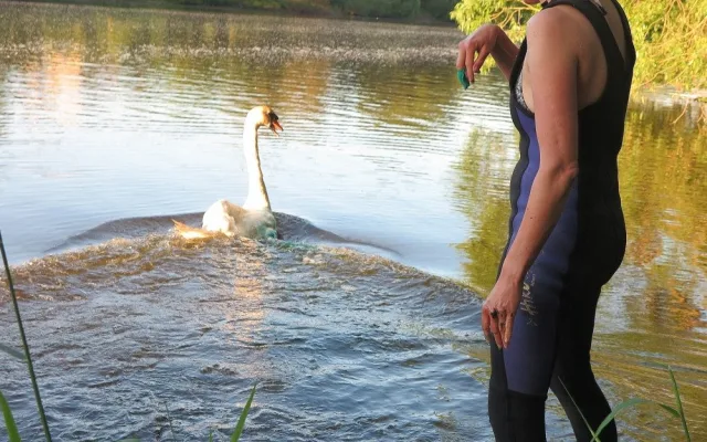 Život labutímu samci zachránila polní operace a blesková amputace křídla