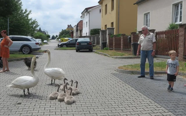 Labutí rodinka se pěšky odstěhovala od rušného Boleváku na řeku Berounku