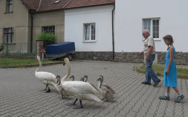 Labutí rodinka se pěšky odstěhovala od rušného Boleváku na řeku Berounku