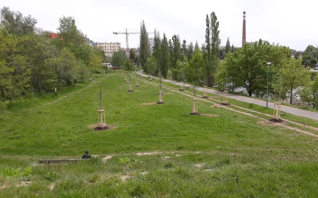 Nový park vzniká v lokalitě U Ježíška, staré topolové stromořadí nahradily nové dřeviny