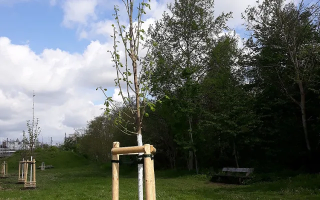 Nový park vzniká v lokalitě U Ježíška, staré topolové stromořadí nahradily nové dřeviny