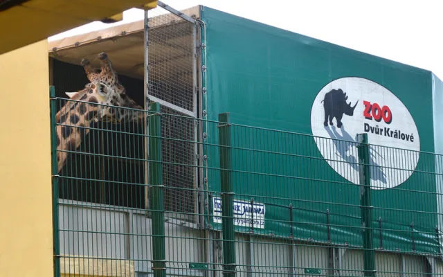 Žirafí samec Bořek se rozloučil s Plzní, nově posílí chov v Safariparku ve Dvoře Králové