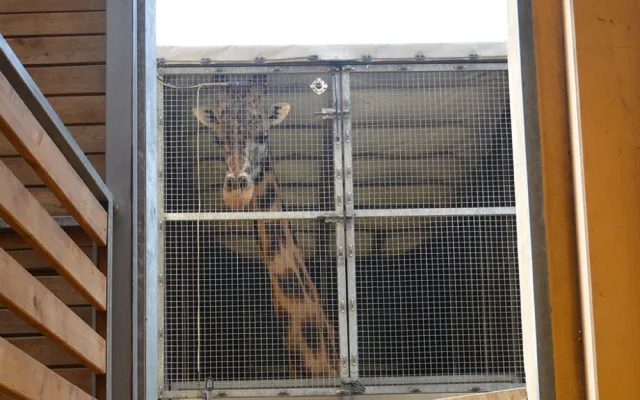 Žirafí samec Bořek se rozloučil s Plzní, nově posílí chov v Safariparku ve Dvoře Králové