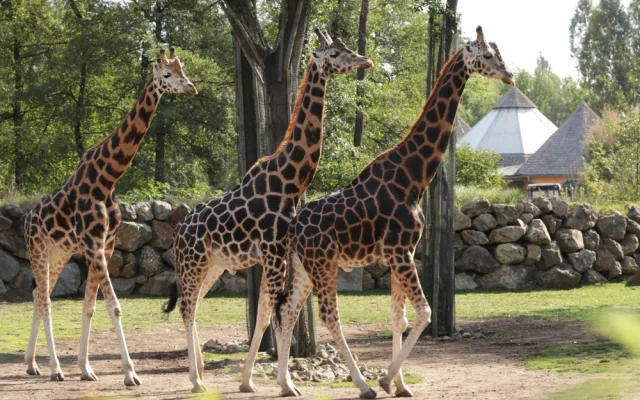 Žirafí samec Bořek se rozloučil s Plzní, nově posílí chov v Safariparku ve Dvoře Králové