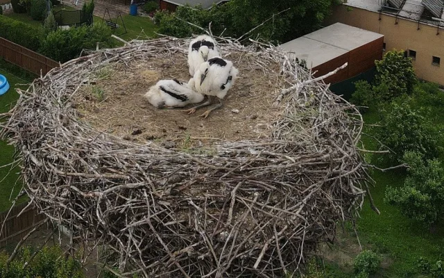 Matka roku. Po smrti partnera se dokázala samice čápa postarat bez pomoci lidí o tři mláďata