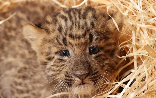 Mláďata vzácného levharta čínského narozená v plzeňské zoo dostala jména  Chen a Chang